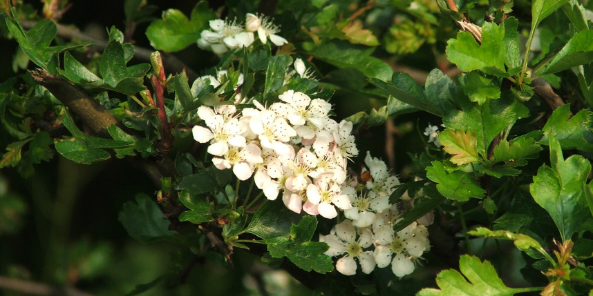 Hawthorn flowers